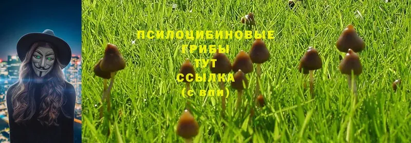 цены наркотик  Жуковка  Галлюциногенные грибы Magic Shrooms 